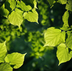 Summer nature background. Lime tree leaves under sunrays in a summer day. 