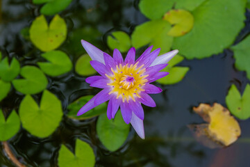 Purple lotus flower in the pond.