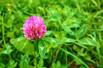 one small purple clover flower on a green meadow close-up