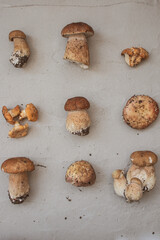 mushrooms on a gray background
