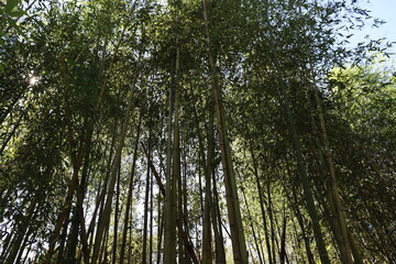 日本の山を散歩中に撮影