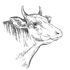 Head of bull in profile engraving illustration