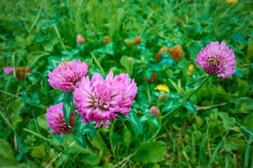 small purple clover flowers on a green meadow close-up