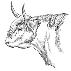 Head of bull in profile vector illustration