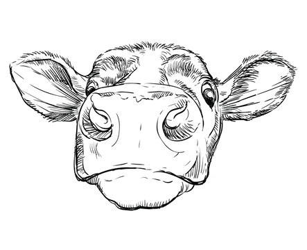 Funny head of bull hand drawing illustration