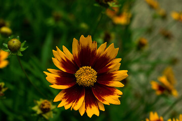yellow flower in the garden