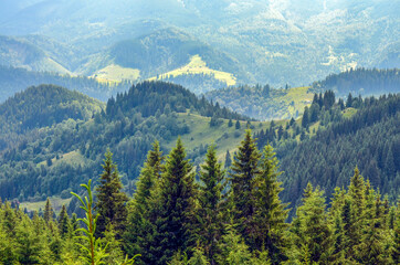 Fototapeta premium Fir trees on the background of sunlit wooded slopes