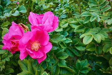 beautiful flower wild rose