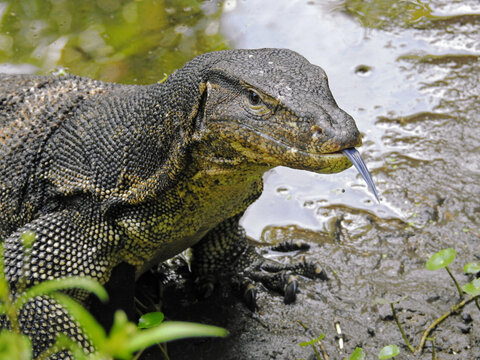 Malayan Water Monitor Lizard