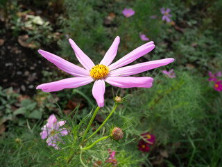 Fototapeta premium 日本庭園の花畑で咲くピンク色のコスモスの花々（日本の浜離宮恩賜庭園）