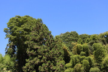 日本の山を散歩中に撮影