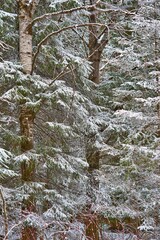 landscape of winter forest close-up for natural background