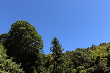 Obraz premium 日本の山を散歩中に撮影