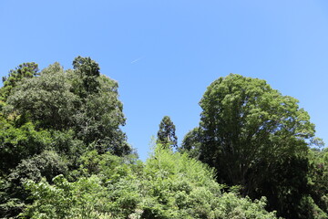 Obraz premium 日本の山を散歩中に撮影