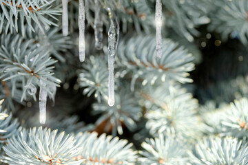 Naklejka na ściany i meble christmas tree branches with snow and icicles