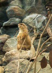 An animal is standing on a stone