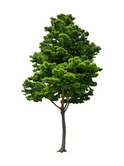 isolated black ebony tree with clipping path on white background or die-cut green leaf ebony tree for garden decoration and environment conservation