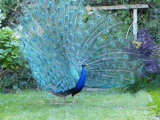 Obraz premium Stunning blue Peacock with tail feathers out
