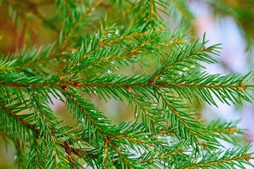 green coniferous branches close-up with drops of ice and on a blurred background