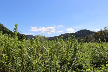 日本の山を散歩中に撮影