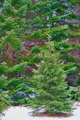 green spruces close-up and one green spruce in the foreground
