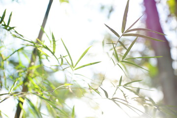 Close up of bamboo leaf with sunlight ray in the background.
