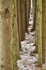 abstract gallery or rows of tree trunk parts close-up