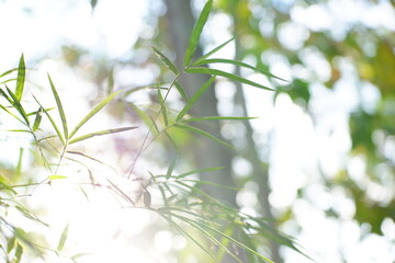 Close up of bamboo leaf with sunlight ray in the background.