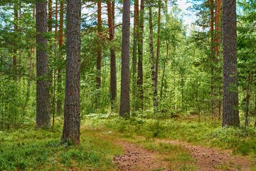 beautiful forest landscape in summer for natural background or wallpaper