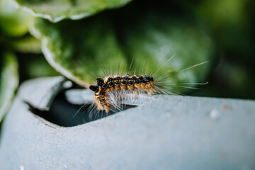 close up of caterpillar