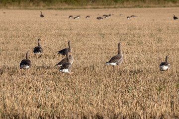 Greylag Geese (Anser anser) resting in a recently harvested wheat field