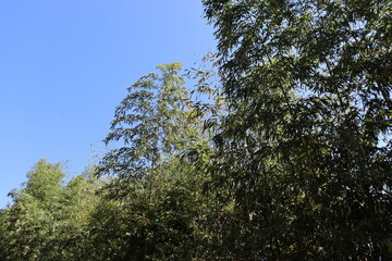 Fototapeta premium ハイキングコースにて植物の撮影