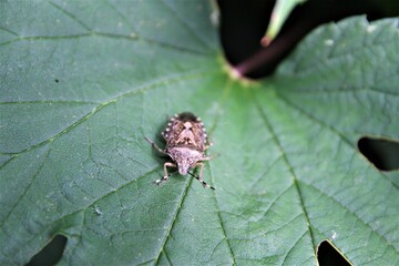 Marbled tree bug sits on a green leaf