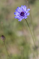 Obraz premium Blue Cornflower growing next to the promenade in Eastbourne