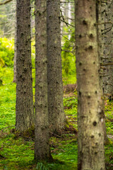 Pine forest in a misty morning