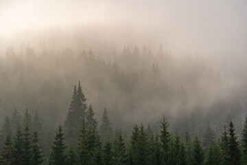 Pine forest in a misty morning