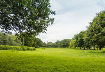 landscape of grass field and green environment public park use as natural background,backdrop