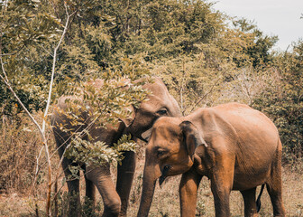 Naklejka na ściany i meble Elefanten bei Safari in Sri Lanka