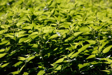 Brennesselblätter, Brennnesseln, Urtica dioica, Hintergrundbild