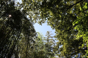 ハイキングコースにて植物の撮影