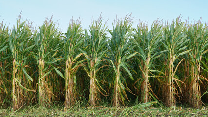 Front view on straight rows of maize plants on the field with ripe cobs and ready to be harvest for silage