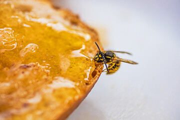 a wasps eats a honey bread