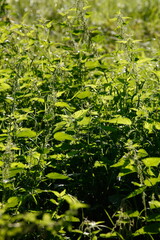 Obraz premium Brennesselblätter, Brennnesseln, Urtica dioica, Hintergrundbild