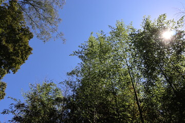 Obraz premium ハイキングコースにて植物の撮影