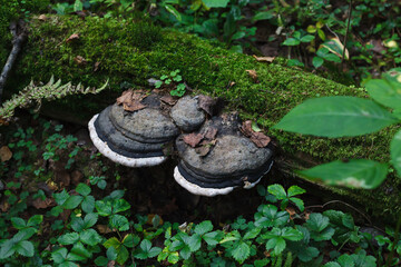 Two huge black and white funguses on a moss covered tree trunk