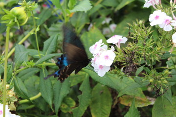 black Japanese butterfly at work on a flower