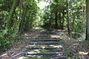 ハイキングコースにて植物の撮影