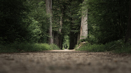 Weg in den Wald