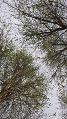 Trees with sky