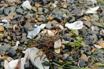 seaweed on the stone shore